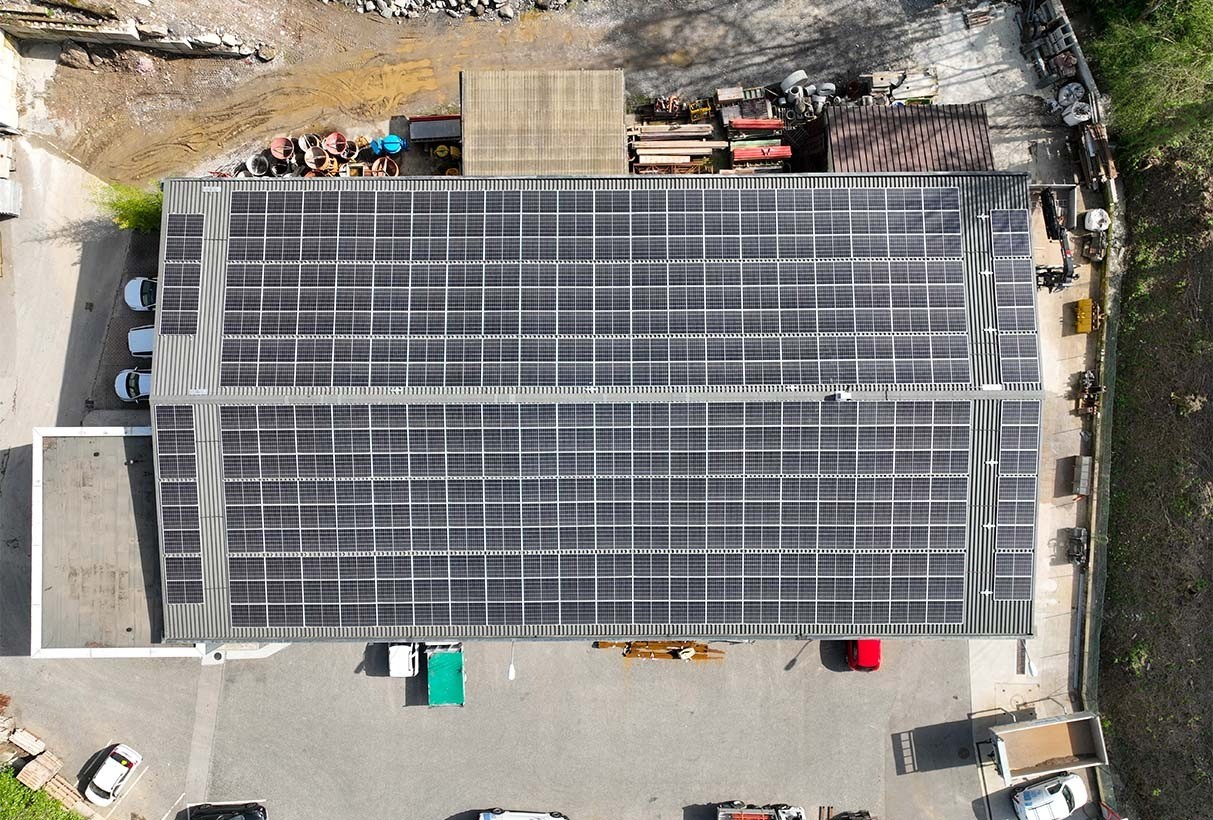 genestrerio faggio rosso 1